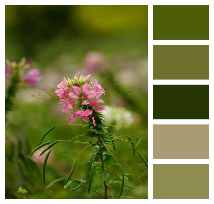 Spiny Spiderflower Pink Flowers Image